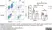 Anti Bovine CD21 Antibody, clone CC21 thumbnail image 4