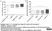 Anti Bovine CD25 Antibody, clone IL-A111 thumbnail image 5