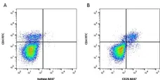 Anti Bovine CD26 Antibody, clone CC69 gallery image 1
