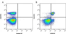 Anti Bovine CD28 Antibody, clone CC219 gallery image 1