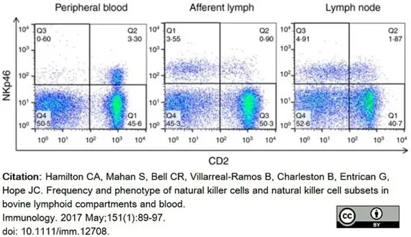 Anti Bovine CD335 Antibody, clone AKS1 gallery image 8