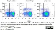 Anti Bovine CD335 Antibody, clone AKS1 gallery image 9