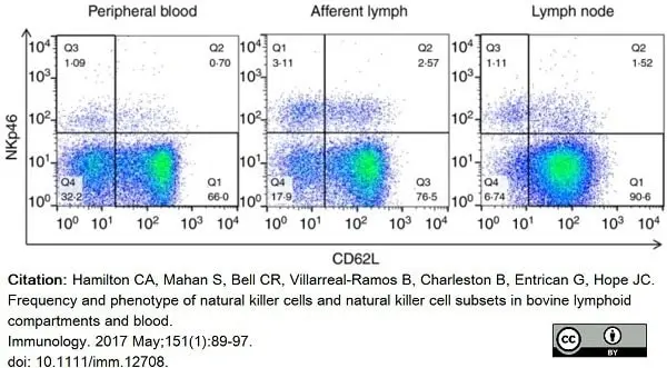 Anti Bovine CD335 Antibody, clone AKS1 gallery image 9