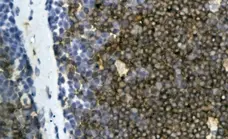 Anti Bovine CD4 Antibody, clone CC30 gallery image 1