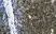 Anti Bovine CD4 Antibody, clone CC30 thumbnail image 1