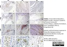 Anti Bovine CD4 Antibody, clone CC30 gallery image 2