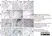 Anti Bovine CD4 Antibody, clone CC30 thumbnail image 2