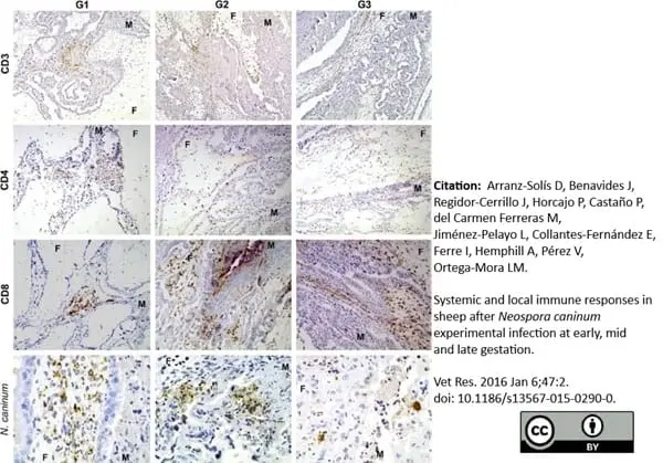 Anti Bovine CD4 Antibody, clone CC30 gallery image 2