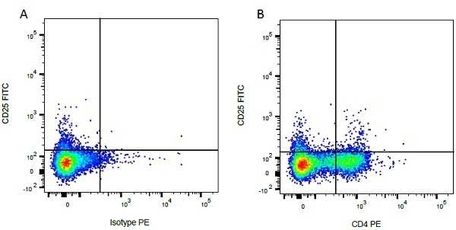 Anti Bovine CD4 Antibody, clone CC8 | Bio-Rad