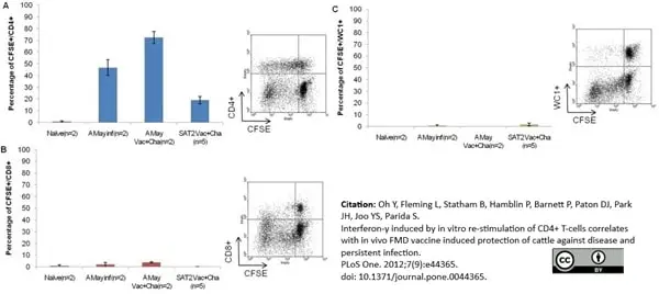 Anti Bovine CD4 Antibody, clone CC8 gallery image 2