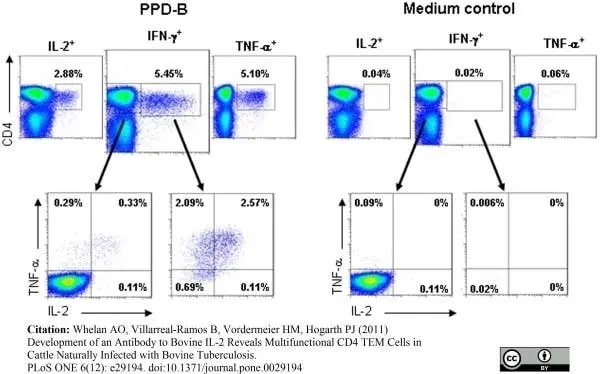 Anti Bovine CD4 Antibody, clone CC8 gallery image 4