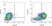 Anti Bovine CD40 Antibody, clone IL-A156 thumbnail image 4
