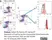 Anti Bovine CD40 Antibody, clone IL-A156 thumbnail image 7