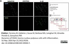 Anti Bovine CD44 Antibody, clone IL-A118 gallery image 7