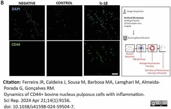Anti Bovine CD44 Antibody, clone IL-A118 gallery image 7