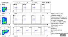Anti Bovine CD62L Antibody, clone CC32 gallery image 2