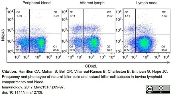 Anti Bovine CD62L Antibody, clone CC32 gallery image 5