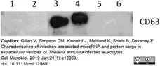 Anti Bovine CD63 Antibody, clone CC25 gallery image 2