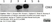 Anti Bovine CD63 Antibody, clone CC25 thumbnail image 1