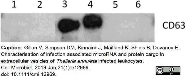 Anti Bovine CD63 Antibody, clone CC25 gallery image 2