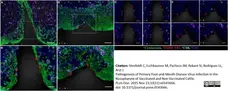 Anti Bovine CD8 Antibody, clone CC63 gallery image 11
