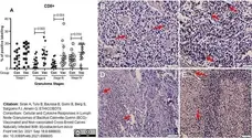 Anti Bovine CD8 Antibody, clone CC63 gallery image 12