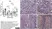 Anti Bovine CD8 Antibody, clone CC63 thumbnail image 12