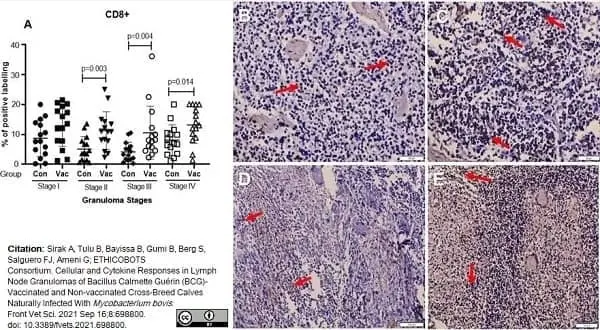 Anti Bovine CD8 Antibody, clone CC63 gallery image 12