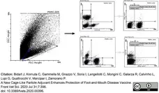 Anti Bovine CD8 Antibody, clone CC63 gallery image 14