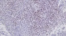 Anti Bovine CD8 Antibody, clone CC63 gallery image 2