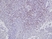 Anti Bovine CD8 Antibody, clone CC63 thumbnail image 2