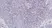 Anti Bovine CD8 Antibody, clone CC63 thumbnail image 2