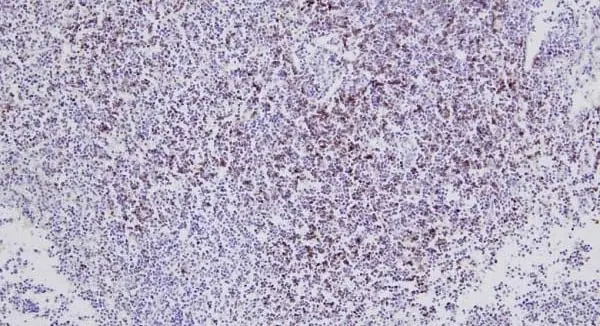 Anti Bovine CD8 Antibody, clone CC63 gallery image 2