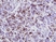 Anti Bovine CD8 Antibody, clone CC63 thumbnail image 3