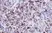 Anti Bovine CD8 Antibody, clone CC63 thumbnail image 3
