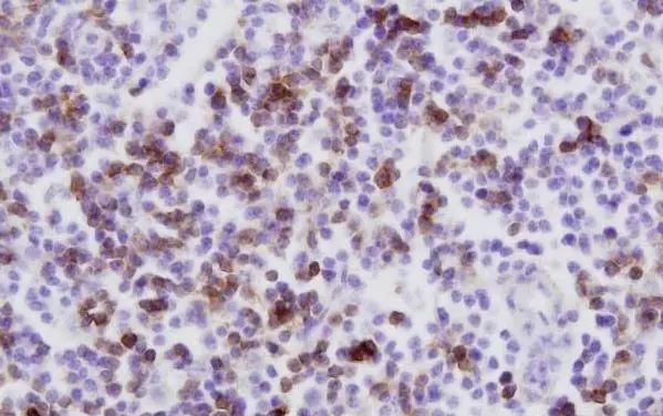 Anti Bovine CD8 Antibody, clone CC63 gallery image 3