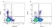Anti Bovine CD8 Antibody, clone CC63 thumbnail image 6