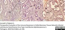 Anti Bovine CD8 Antibody, clone CC63 gallery image 9