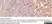 Anti Bovine CD8 Antibody, clone CC63 thumbnail image 9