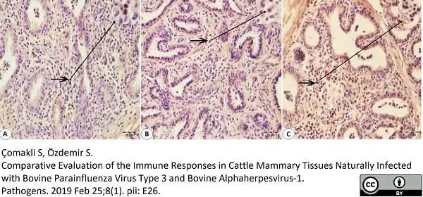 Anti Bovine CD8 Antibody, clone CC63 gallery image 9
