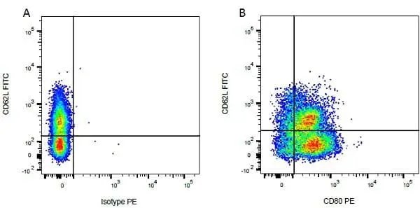 Anti Bovine CD80 Antibody, clone IL-A159 gallery image 4