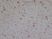 Anti Bovine GFAP Antibody, clone 1B4 thumbnail image 1