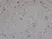 Anti Bovine GFAP Antibody, clone 1B4 thumbnail image 1
