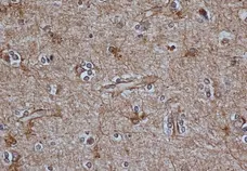 Anti Bovine GFAP Antibody, clone 2E1 gallery image 1