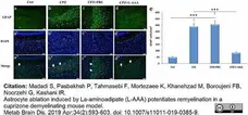 Anti Bovine GFAP Antibody, clone 2E1 gallery image 2
