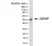 Anti Bovine GFAP Antibody, clone 4A11 thumbnail image 1