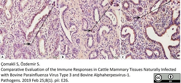 Anti Bovine Interferon Gamma Antibody, clone 7B6 gallery image 1