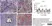 Anti Bovine Interferon Gamma Antibody, clone 7B6 thumbnail image 2