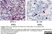 Anti Bovine Interferon Gamma Antibody, clone CC302 thumbnail image 10