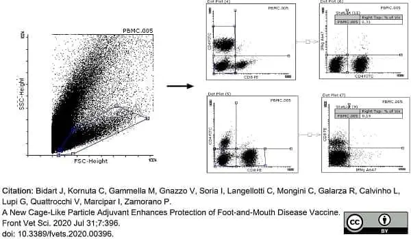 Anti Bovine Interferon Gamma Antibody, clone CC302 gallery image 11